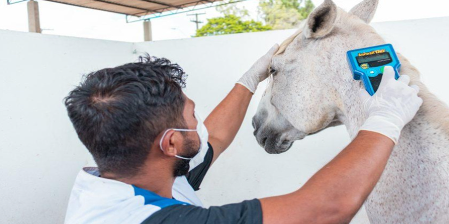 Animais com zoonoses são recolhidos e recebem cuidados para garantir saúde pública. Foto: Victor Vercant/ Secom Maceió